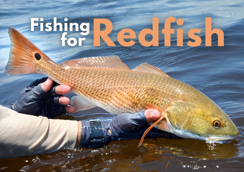 Fishing for Redfish, How to Catch a Redfish?, Wefish