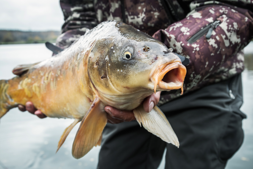 Catch and release in WeFish. 
How not to hurt a fish.