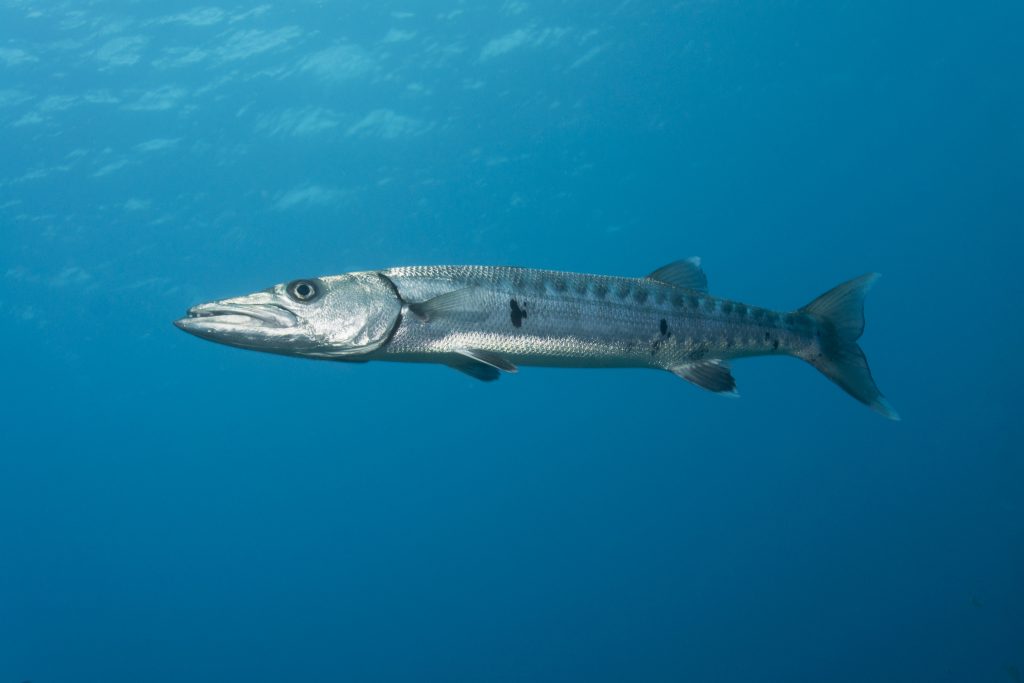 The most dangerous fish on the planet Barracuda
MOST DANGEROUS FISH IN THE WORLD 
Fishing app Wefish