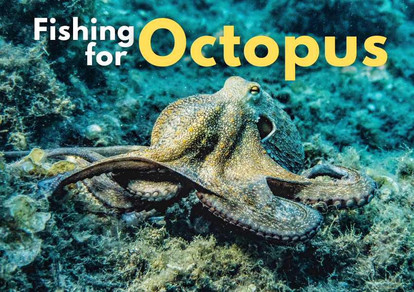 ▷ Fishing for Octopus - How to Catch Octopus? | WeFish | Your fishing app