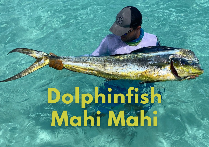 Mahi-Mahi (dolphin fish)