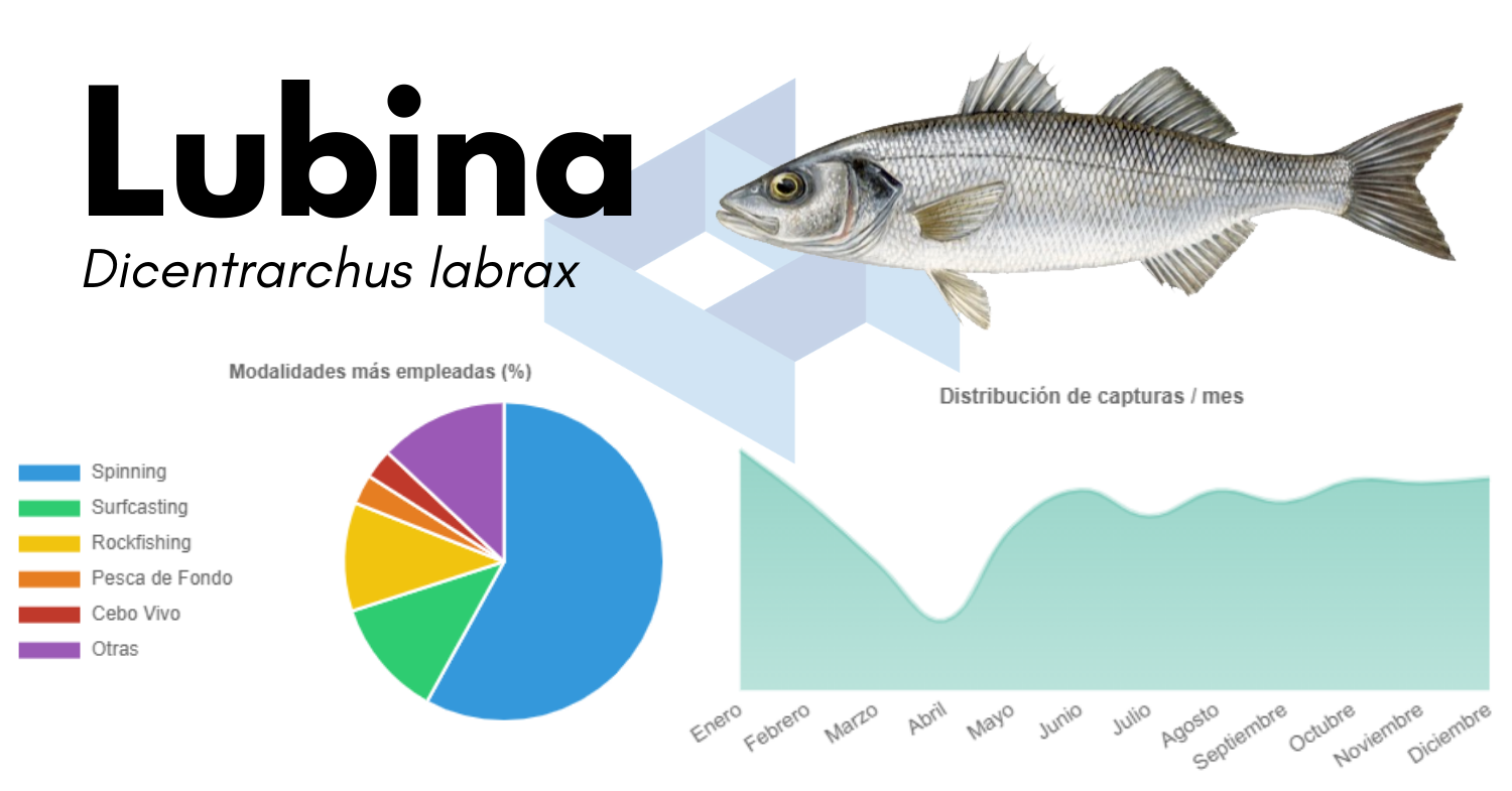 cómo pescar lubinas