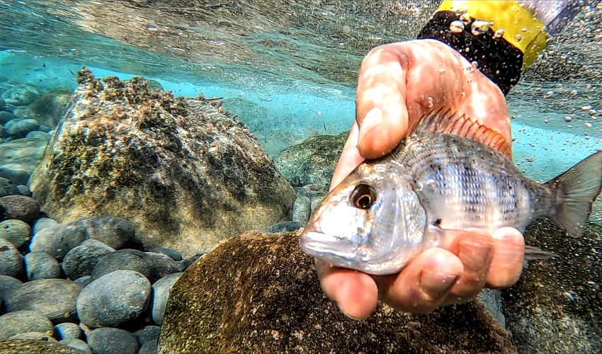 fotos de pesca