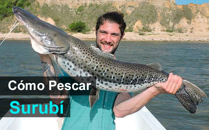 Cómo pescar Surubí Cómo pescar Surubí