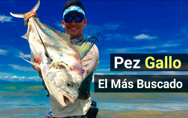Pez Gallo: el más buscado en Costa Rica Pez Gallo: el más buscado en Costa Rica