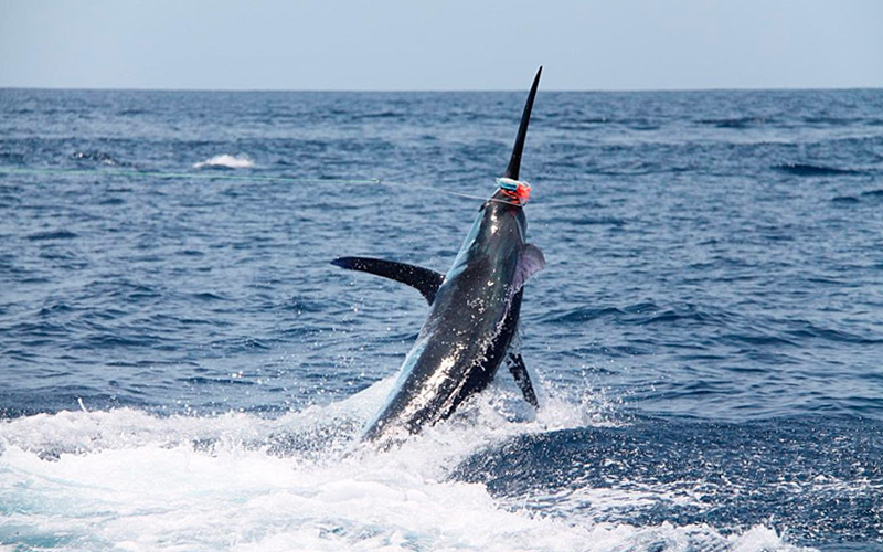 Sorteo Pesca en Cabo Verde Sorteo Pesca en Cabo Verde