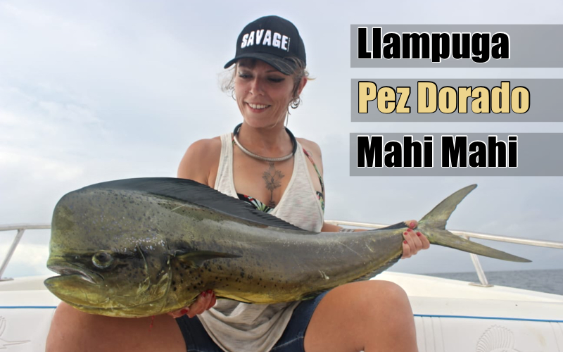 Cómo pescar Llampuga, pez dorado o mahi mahi. El pez de los mil nombres Cómo pescar Llampuga, pez dorado o mahi mahi. El pez de los mil nombres
