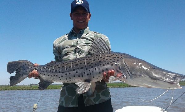 pesca de Surubí