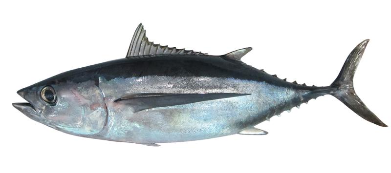 las diez especies más rápidas océano en WeFish