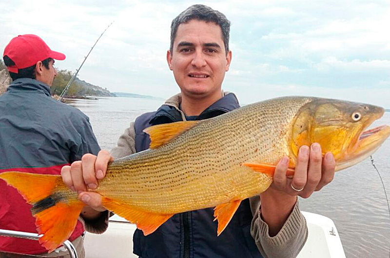 Cómo pescar un dorado