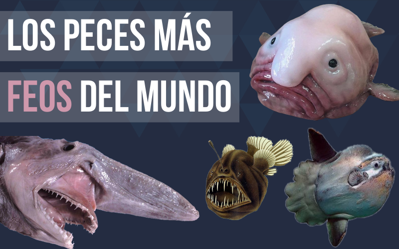 Los peces más feos del mundo Los peces más feos del mundo