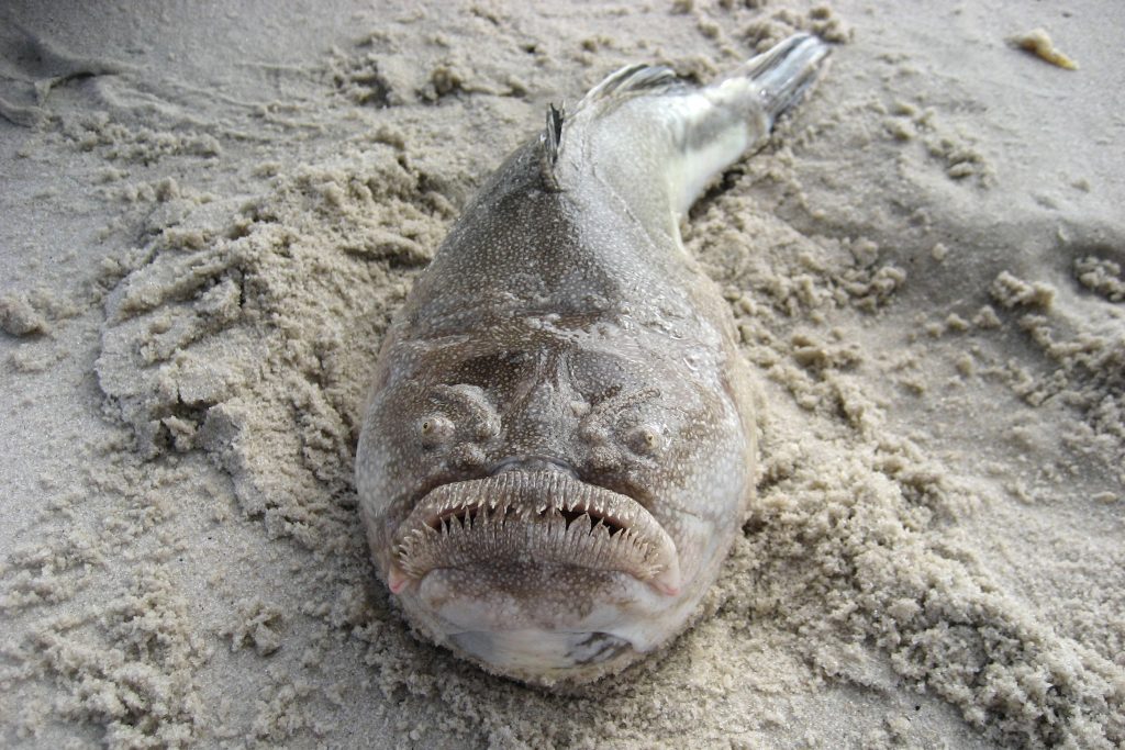 deep sea ugly fish