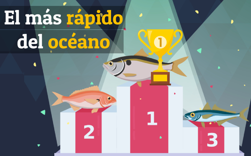 Top 10 especies más rápidas del océano Top 10 especies más rápidas del océano