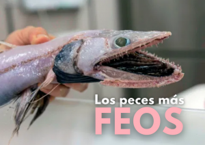 Los peces más feos del mundo