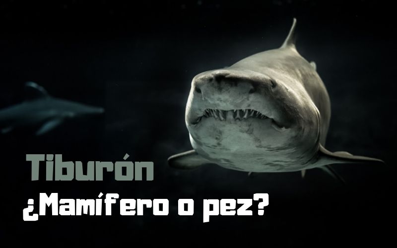¿El tiburón es mamífero o pez? ¿El tiburón es mamífero o pez?
