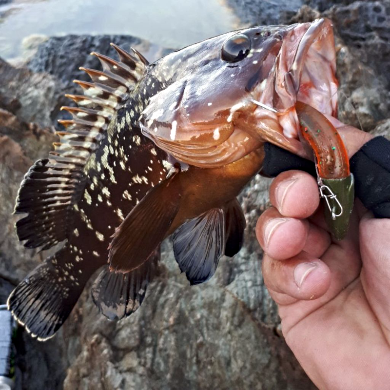 Grouper Fishing