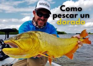 como pescar un dorado