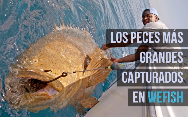 Los peces más grandes capturados en WeFish Los peces más grandes capturados en WeFish
