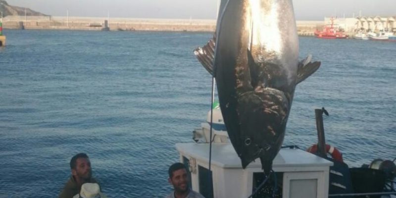 Los peces más grandes