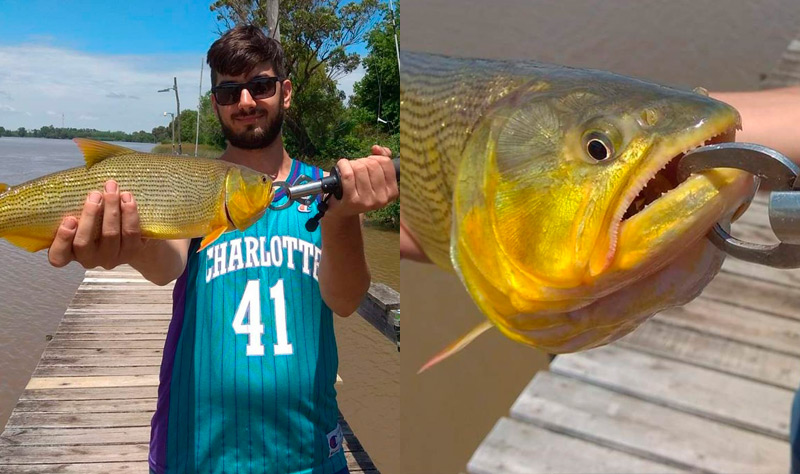 tucos pescar dorados