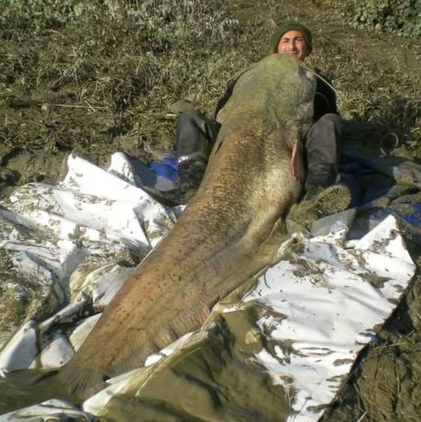 Los peces más grandes