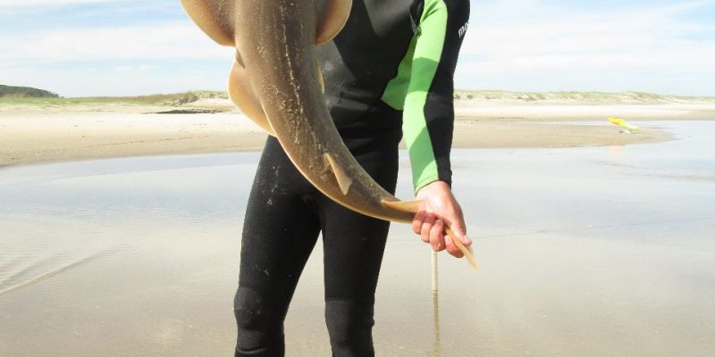 Captura de Viola WeFish Leuugarrido