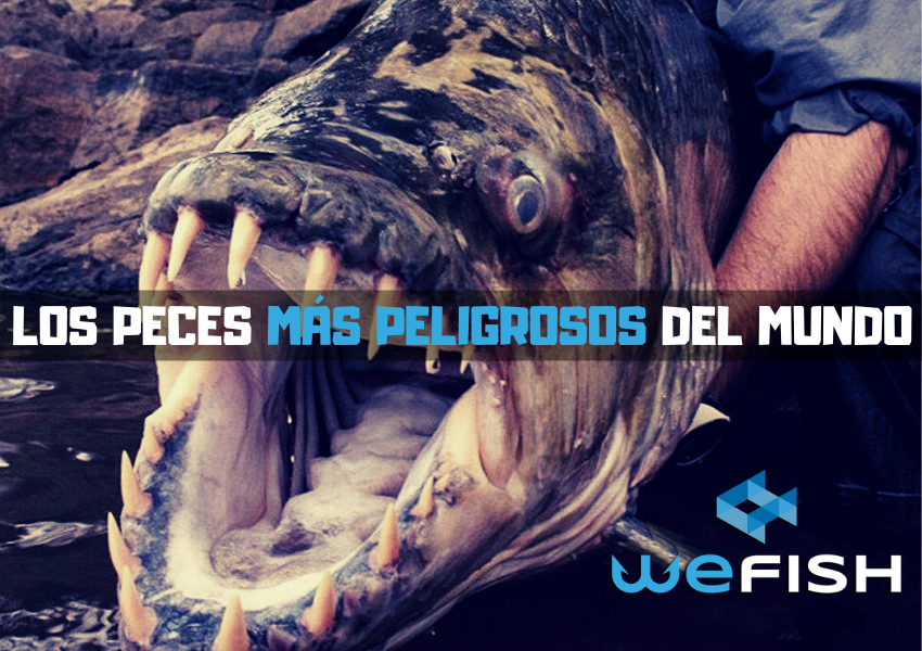Los Peces Mas Peligrosos Del Mundo Tu Diario De Pesca Wefish