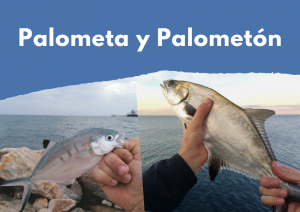 Palometa y palometón