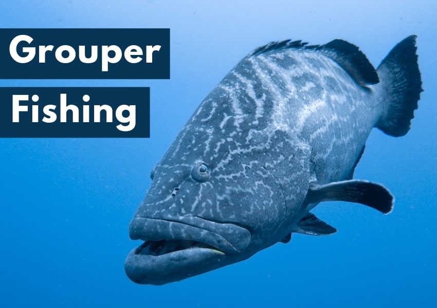 ▷ Fishing for Grouper, Your Fishing App