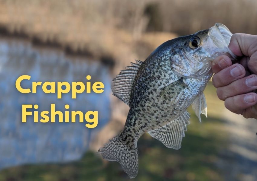 5 Ways to Catch Spring Crappie