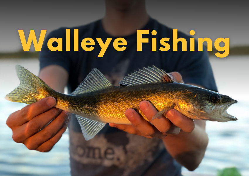 ▷Walleye Fishing  How to Catch a Walleye - Wefish