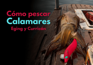 Cómo pescar calamares