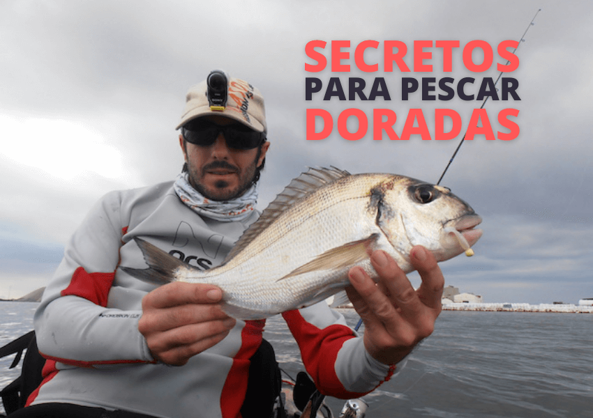 Cómo pescar doradas Técnicas y cebos para pescar Doradas Wefish