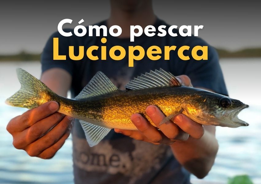 Cómo pescar lucioperca | Técnicas, trucos y consejos - Wefish