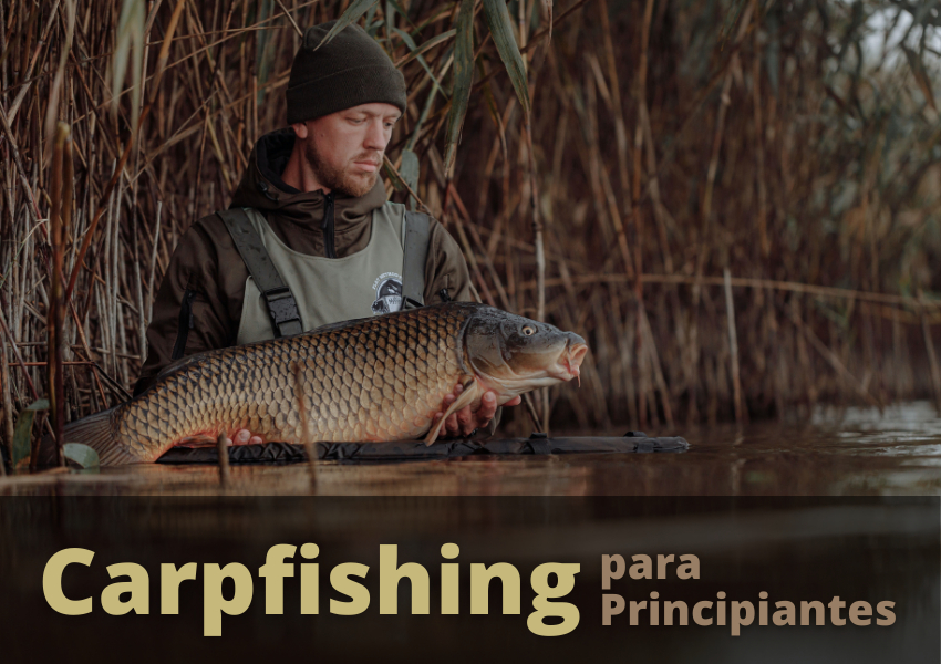 Parlamento Actual historia Carpfishing - Guía para principiantes - WeFish | Cómo Pescar Carpas