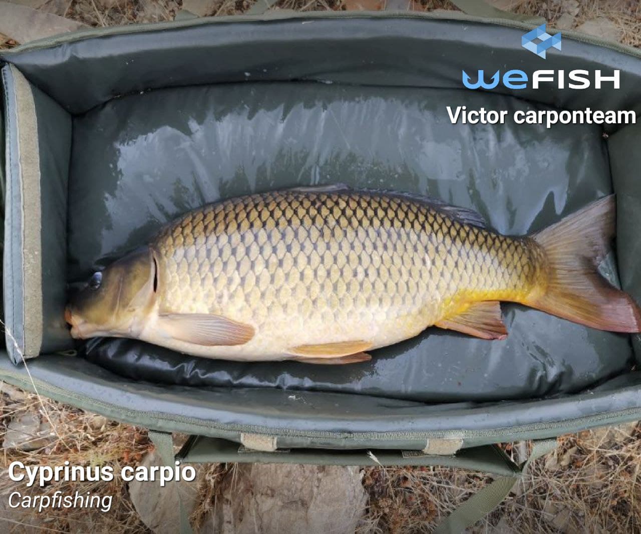 materiales de pesca de carpas