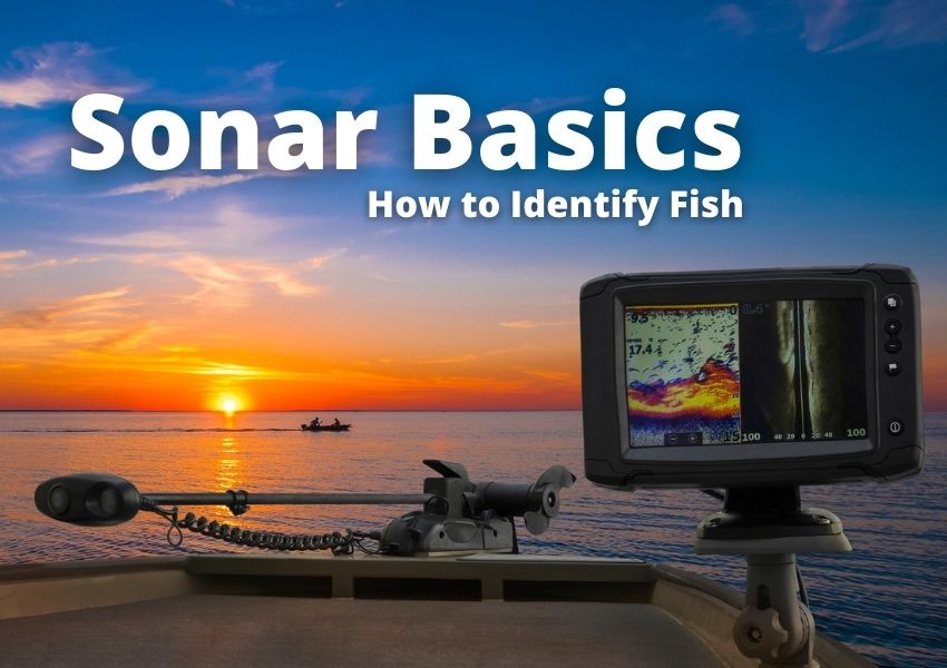 Sonar Basics: How to Identify Fish - Wefish